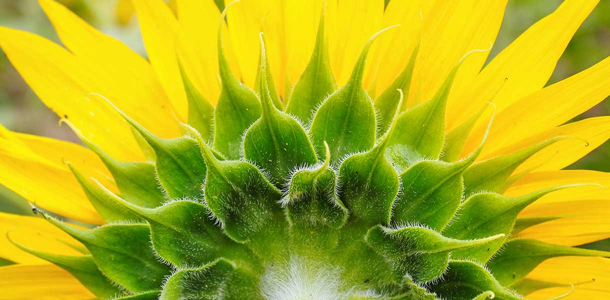Geöffnete Sonnenblume von hinten